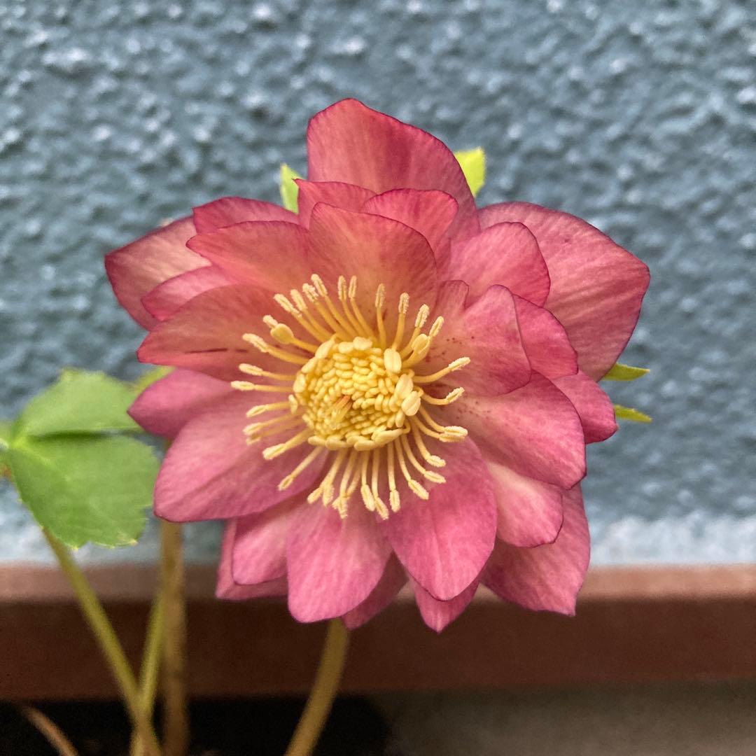 クリスマスローズ　極小輪超多弁咲き　ピンク絞り　株分け前提