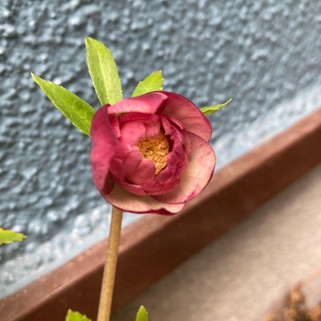 クリスマスローズ　極小輪超多弁咲き　ピンク絞り　株分け前提