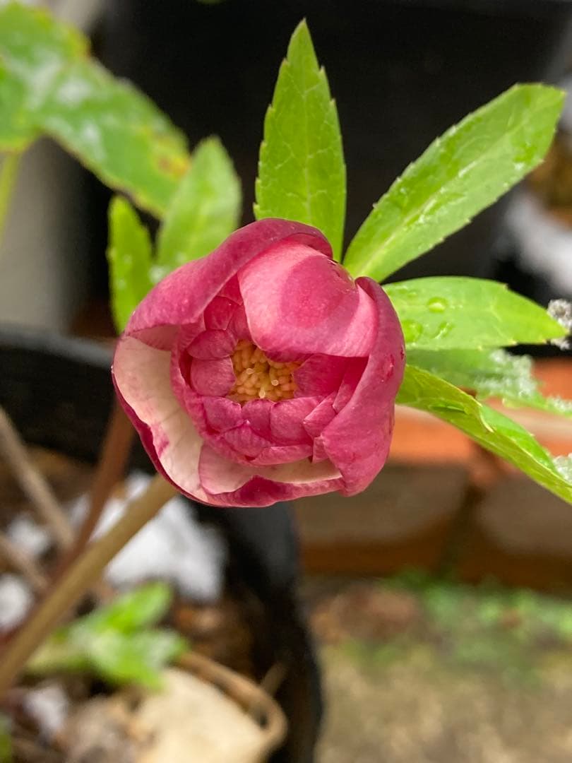 クリスマスローズ　極小輪超多弁咲き　ピンク絞り　株分け前提