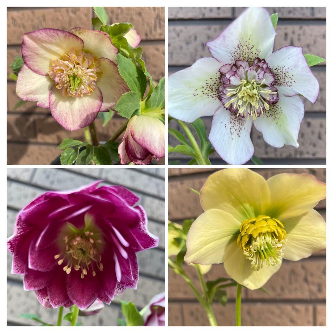 クリスマスローズ　開花株　4苗