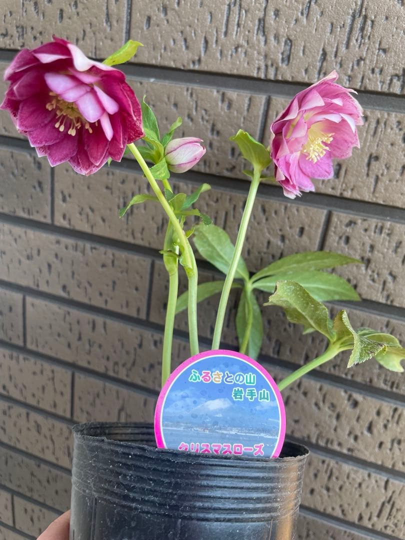 クリスマスローズ　開花株　4苗