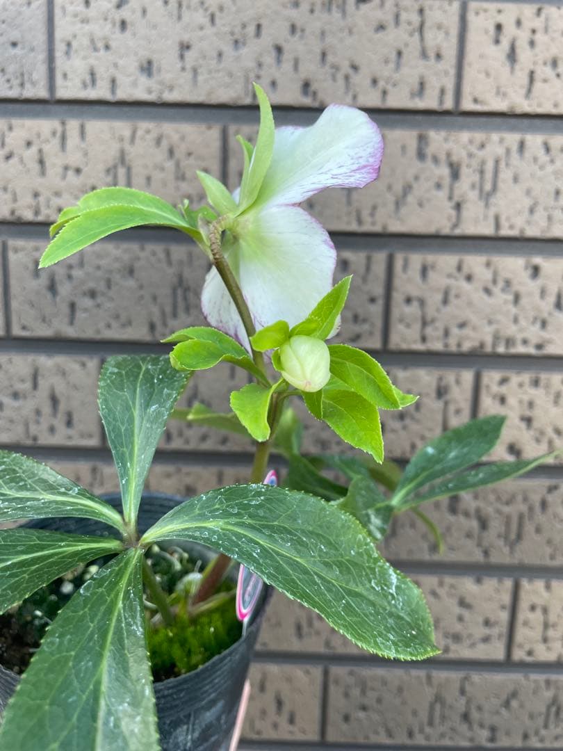 クリスマスローズ　開花株　4苗