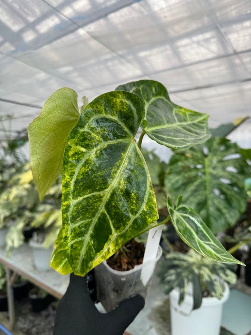 1アンスリウム　ミシェル　x クリスタル　シルバー　斑入り