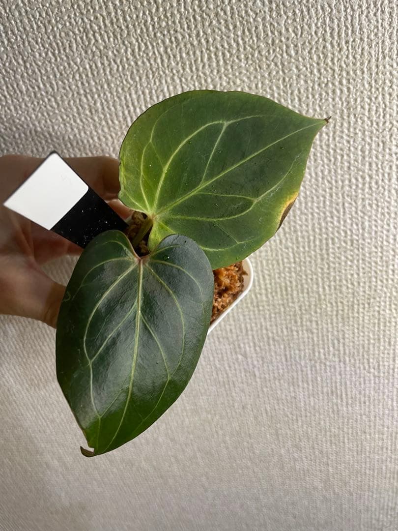 アンスリウム　HU KOS キングオブスペード　haji