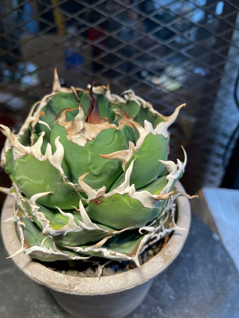 極上白鯨　真っ白