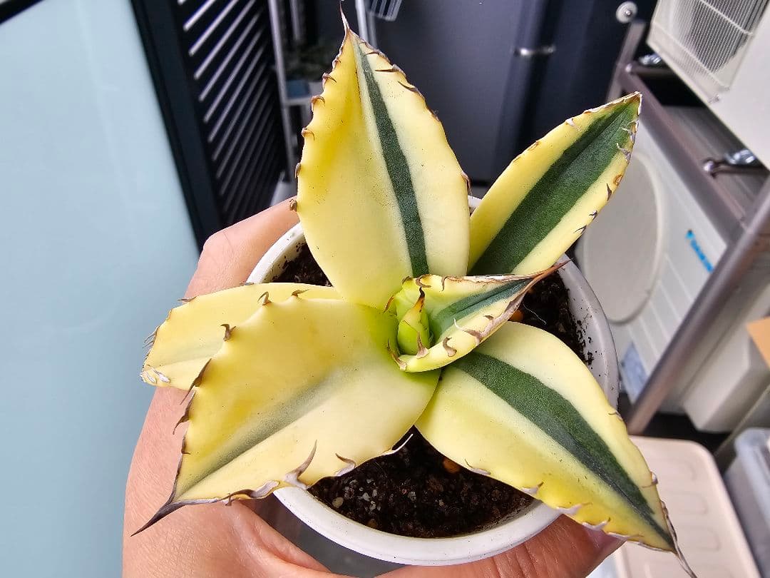 チタノタ 特殊斑 スナグルトゥース 陰陽斑 特殊錦 極上苗 台湾産正規品アガベ