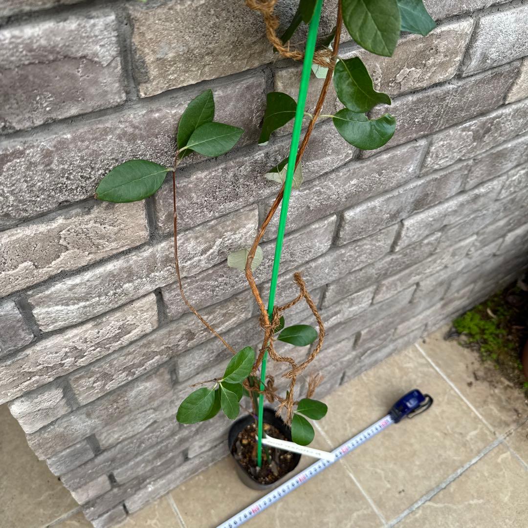 5 超希少 レア フェイジョア アントワネット 挿し木苗 高さ100cm程