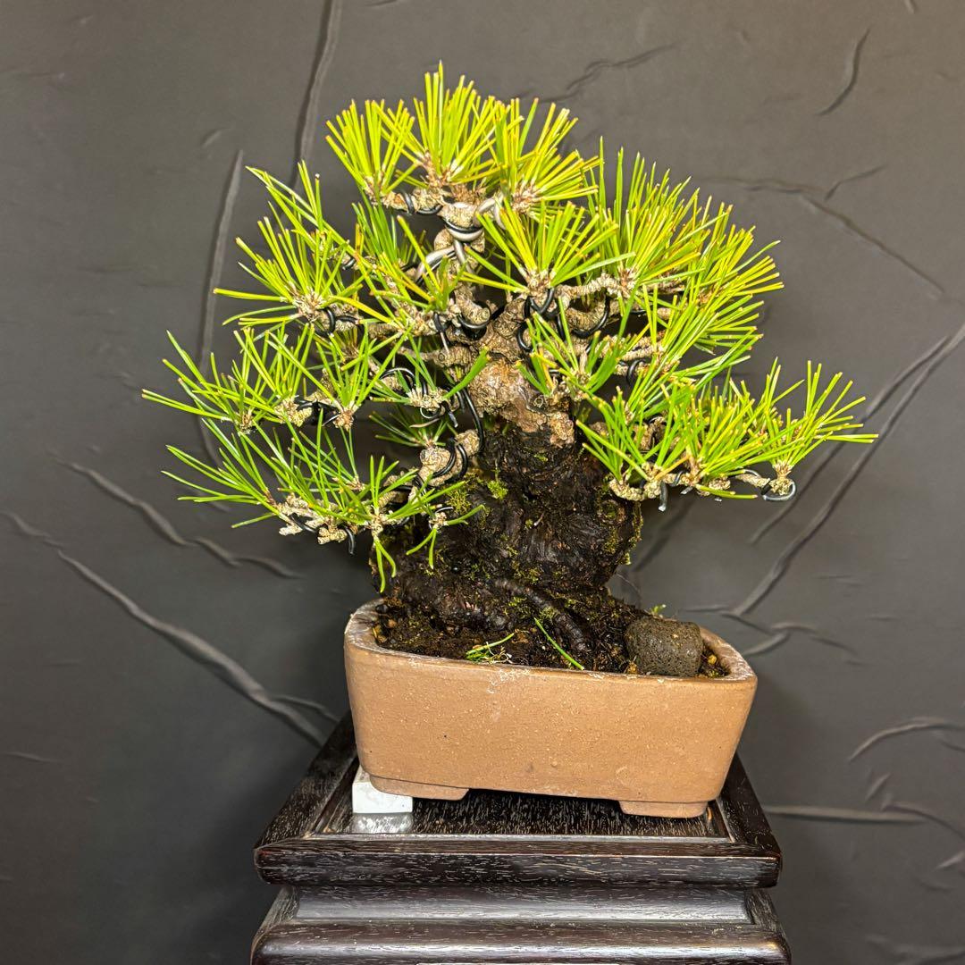 黒松【足元良好 面白い幹芸】