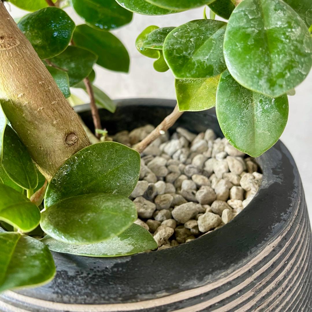 【最高級樹形】　大型　パンダガジュマル　曲がり仕立て　高級陶器鉢　植え込み発送