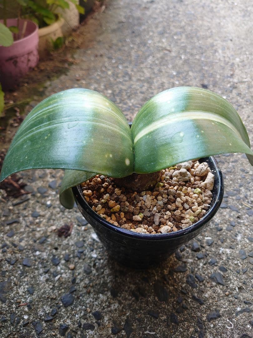 ハエマンサス 斑入り