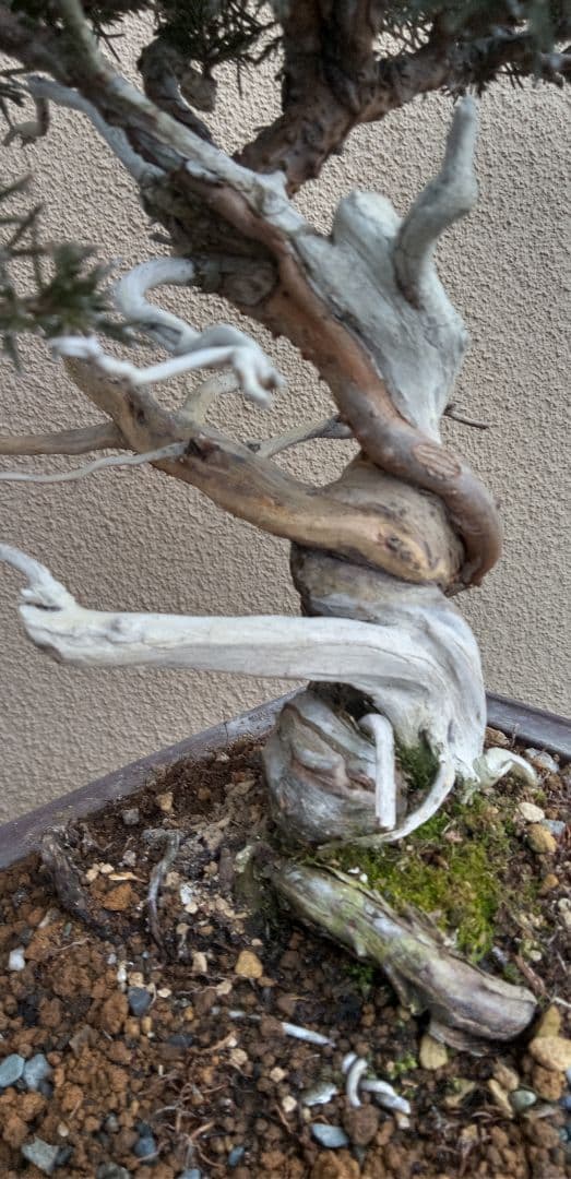 貴風盆栽糸魚川真拍