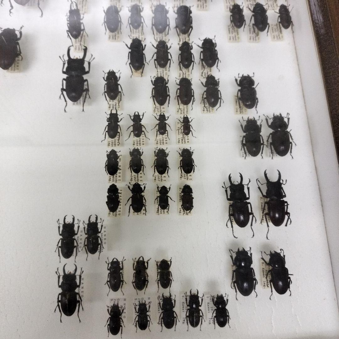 クワガタ標本箱　122匹　JAPAN