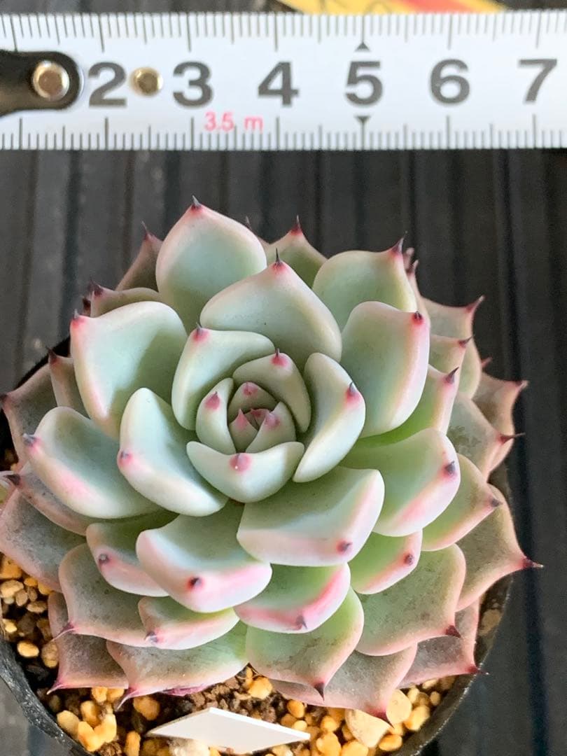 札付き　そわそわ　ミックスベリア　おらいさん　多肉植物