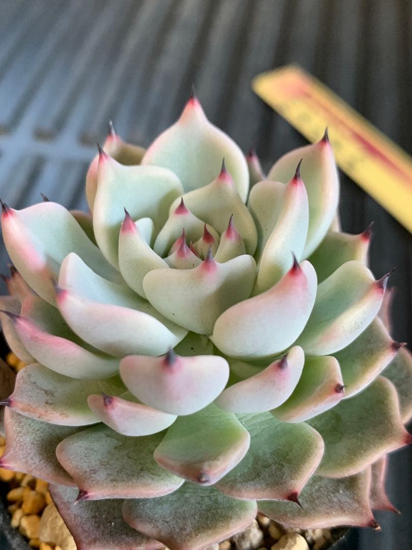 札付き　そわそわ　ミックスベリア　おらいさん　多肉植物