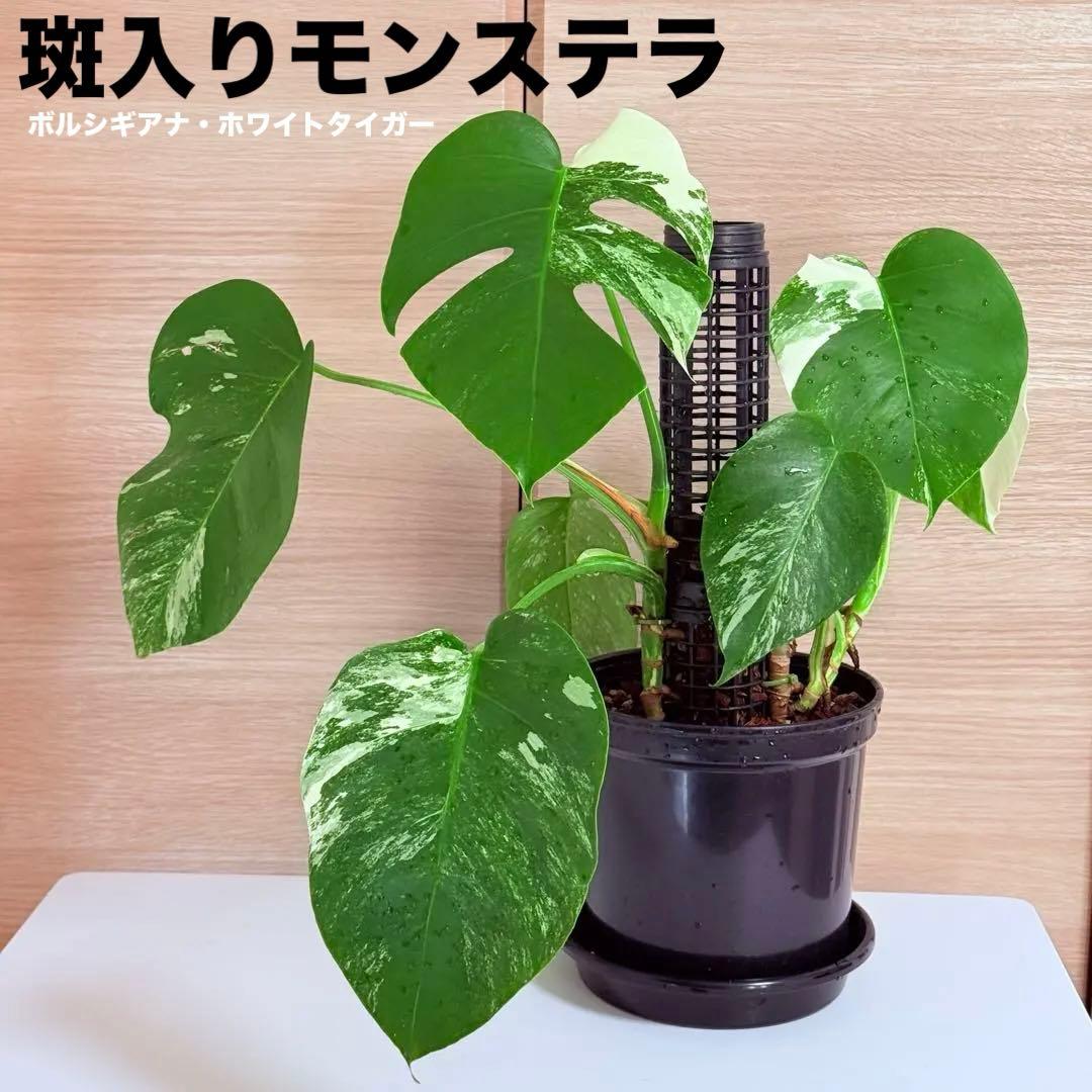 モンステラ ボルシギアナ ホワイトタイガー 斑入りモンステラ 育成株