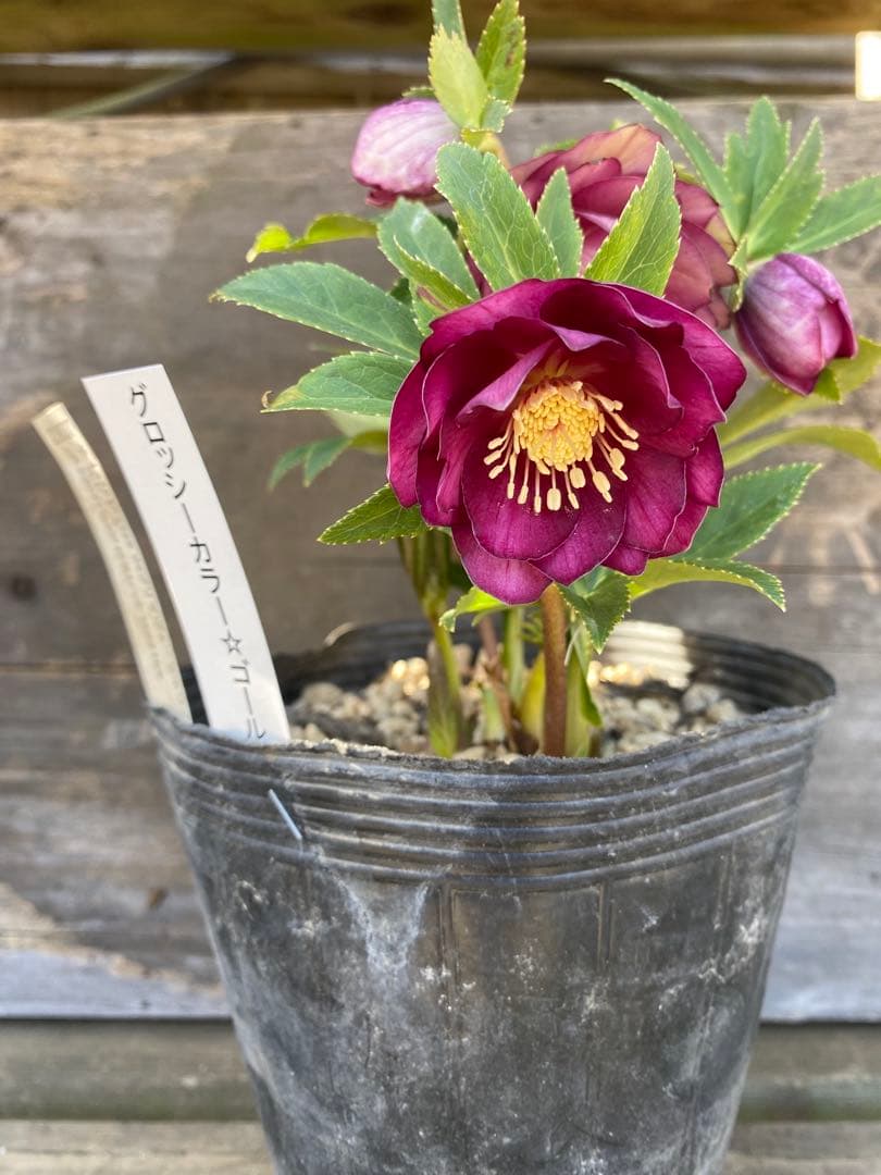 グロッシーカラーゴールド　加藤農園