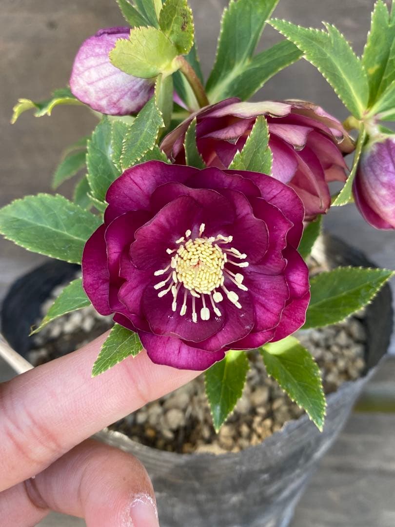 グロッシーカラーゴールド　加藤農園