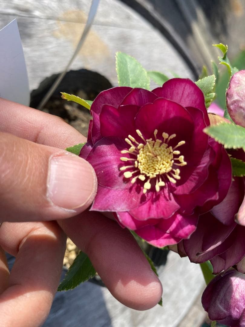 グロッシーカラーゴールド　加藤農園