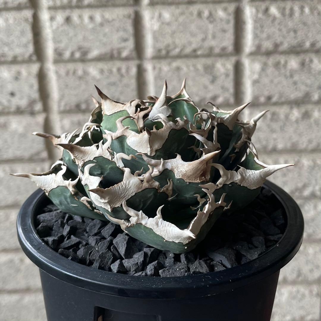 【清櫻】 Lize血統、OC直子、発根済み子株⑥