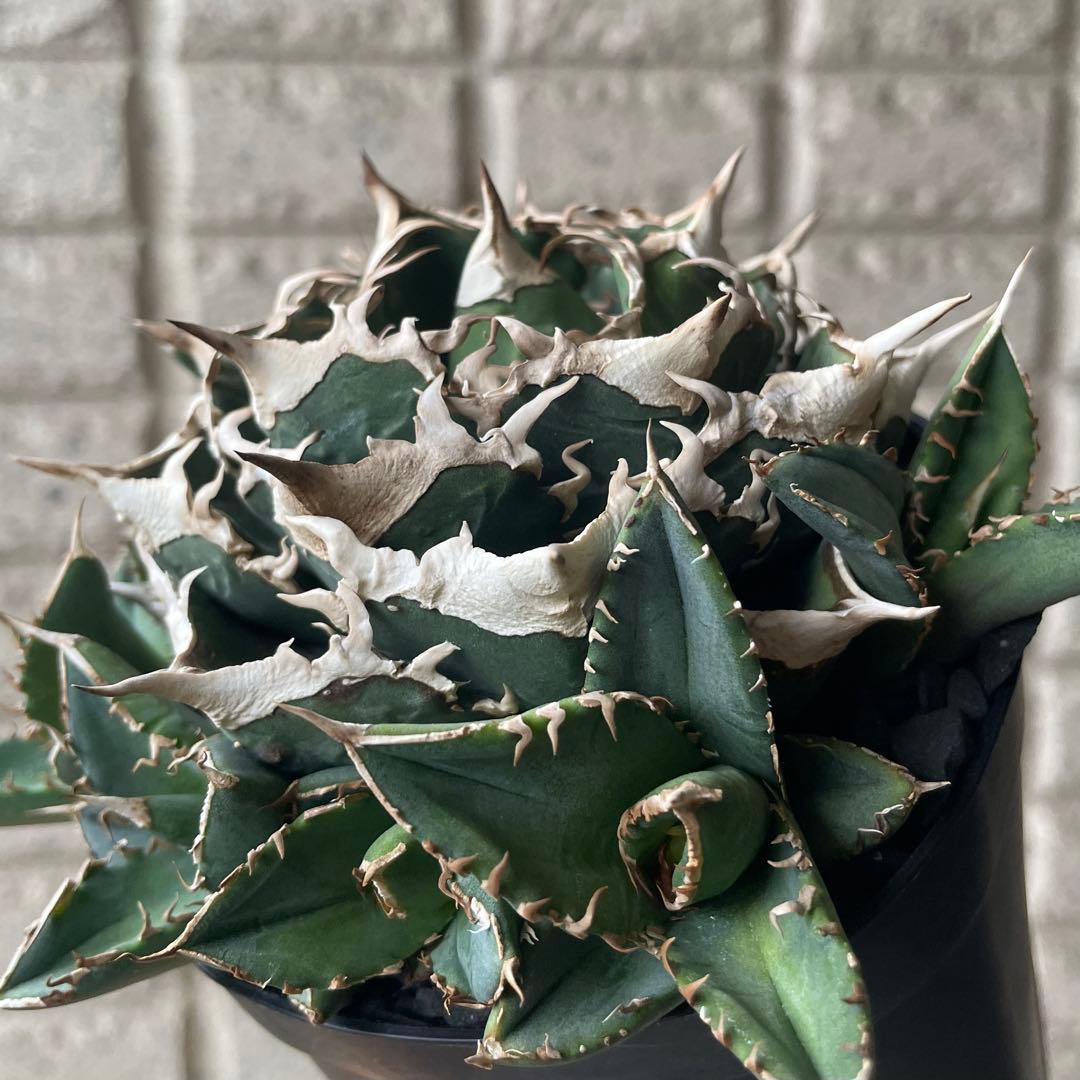 【清櫻】 Lize血統、OC直子、発根済み子株⑥