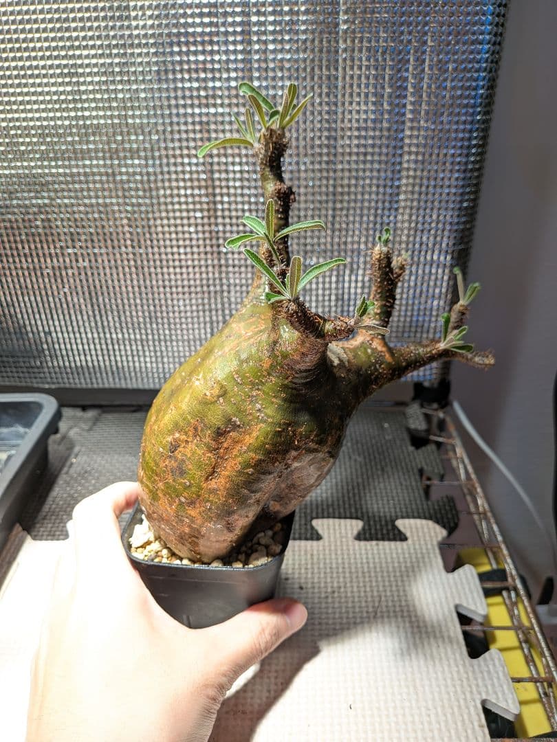 ザ*パ様 パキポディウム　グラキリス現地球