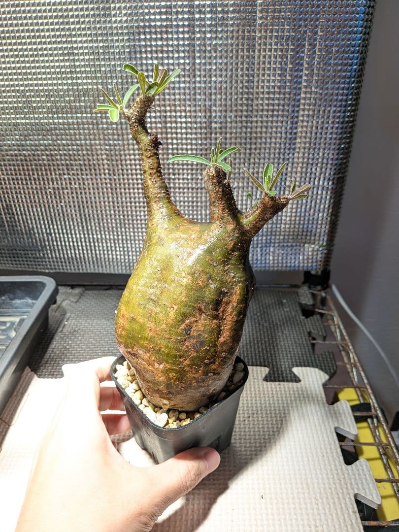 ザ*パ様 パキポディウム　グラキリス現地球