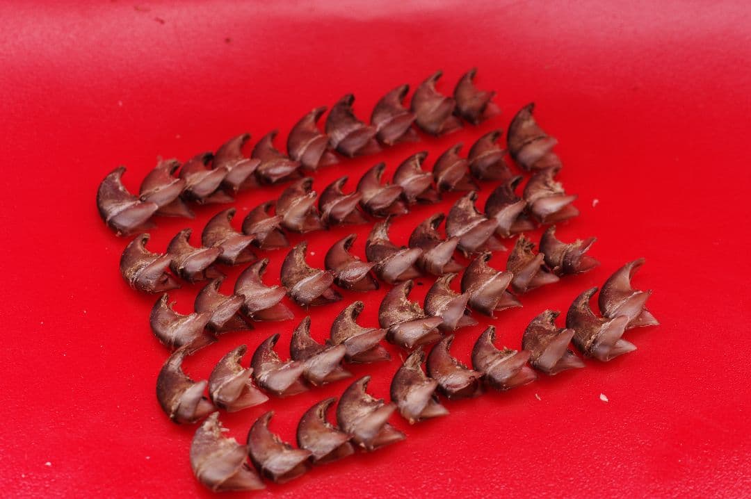 月の輪熊　ツキノワグマ　爪　小さめ　50本セット