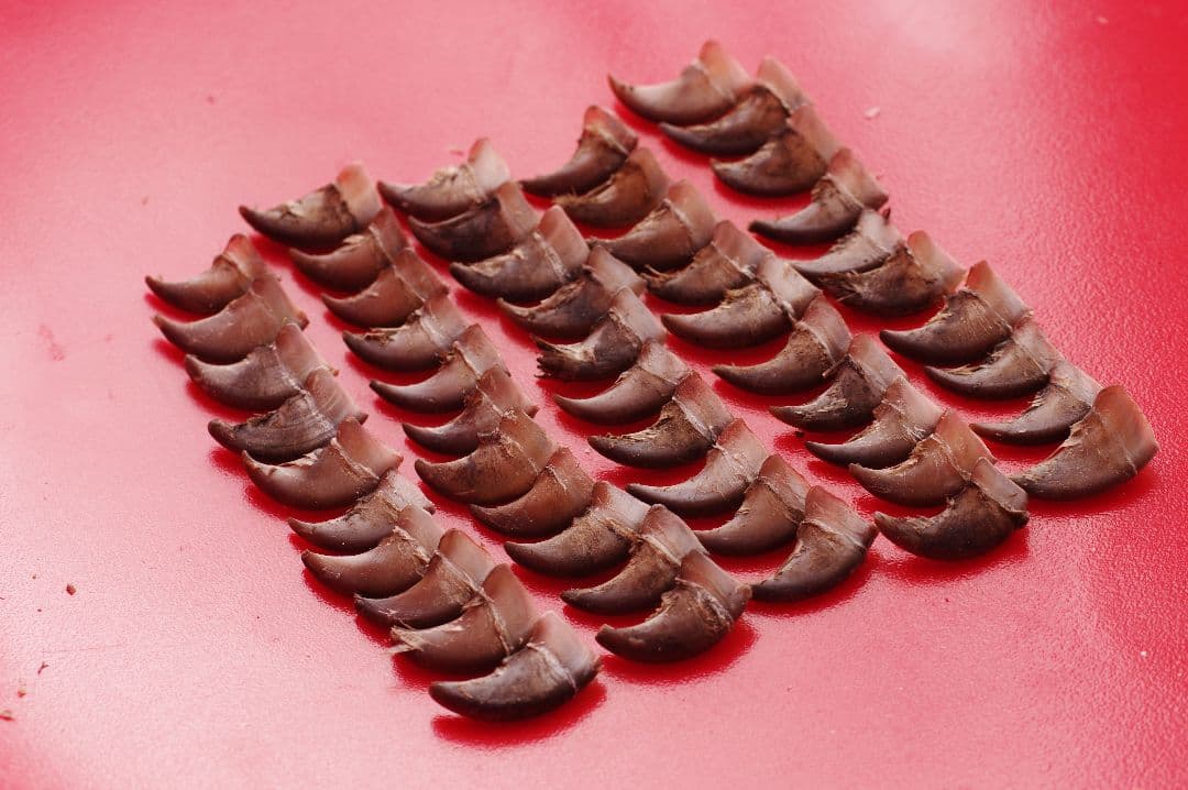 月の輪熊　ツキノワグマ　爪　小さめ　50本セット