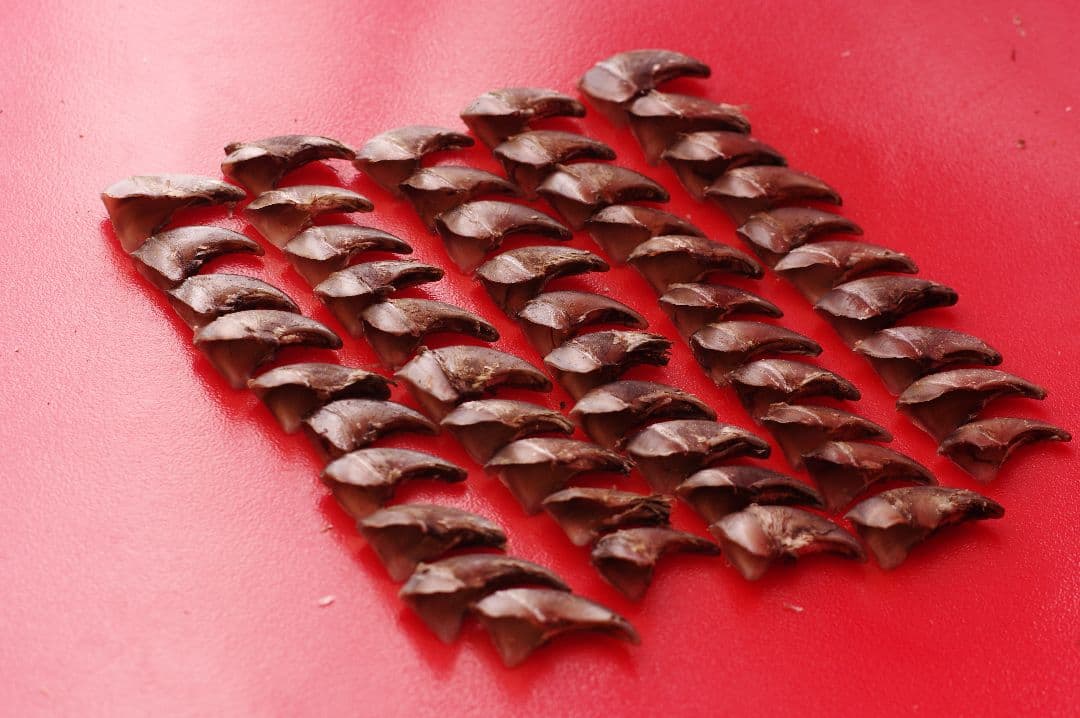 月の輪熊　ツキノワグマ　爪　小さめ　50本セット