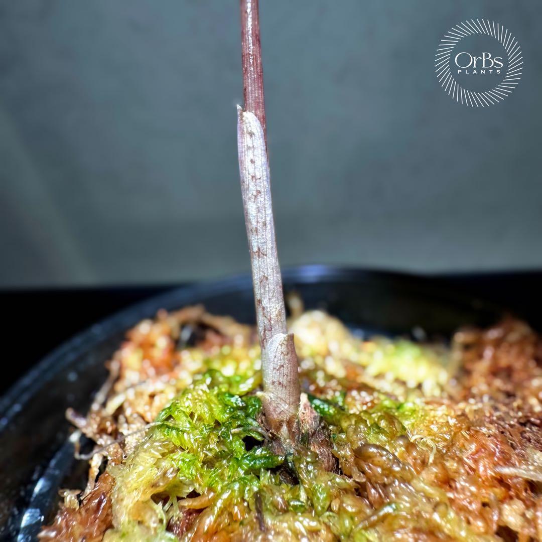 【芋から育成】アロカシア プセウド サンデリアーナ ピンク斑入り 美斑 流通少