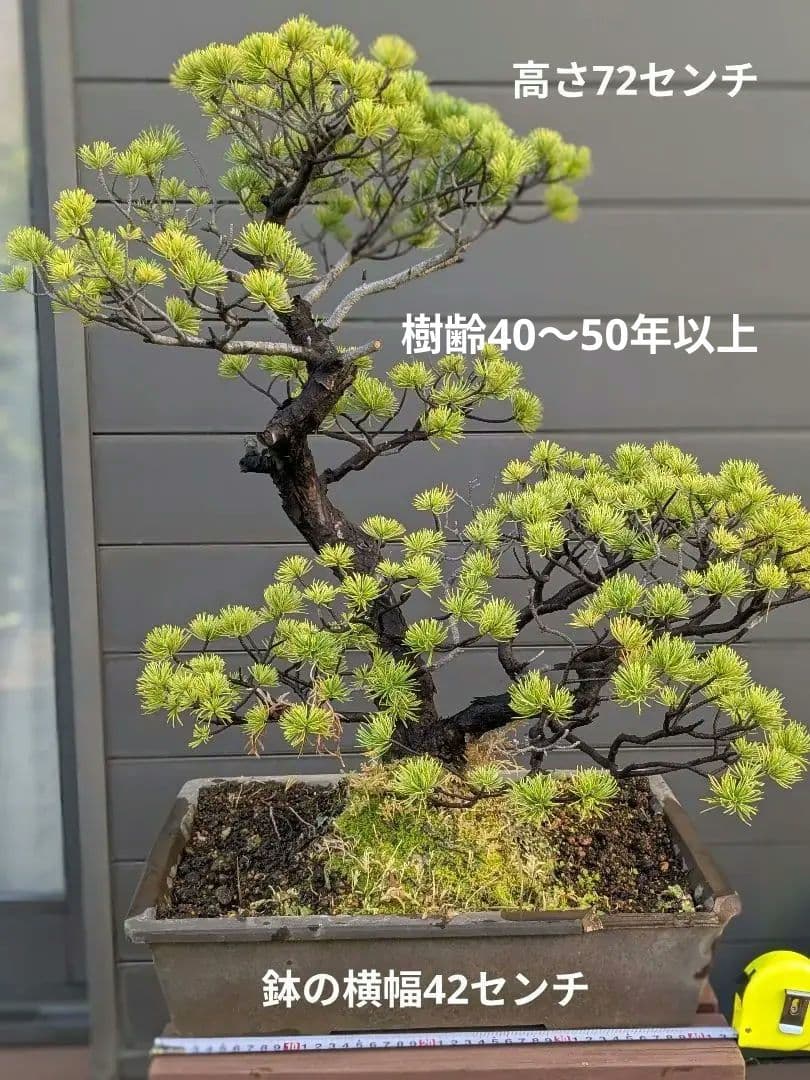①五葉松　盆栽　14号鉢付き　樹齢40〜50年以上　約高さ72センチ