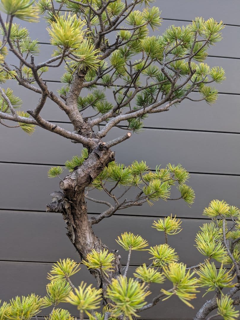 ①五葉松　盆栽　14号鉢付き　樹齢40〜50年以上　約高さ72センチ