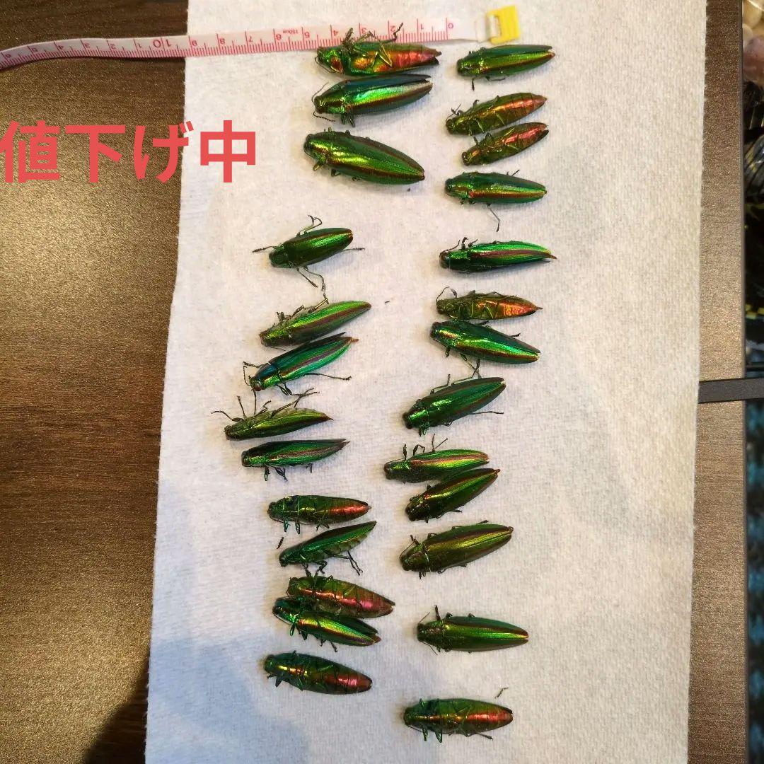 タマムシ 26匹 と羽のセット