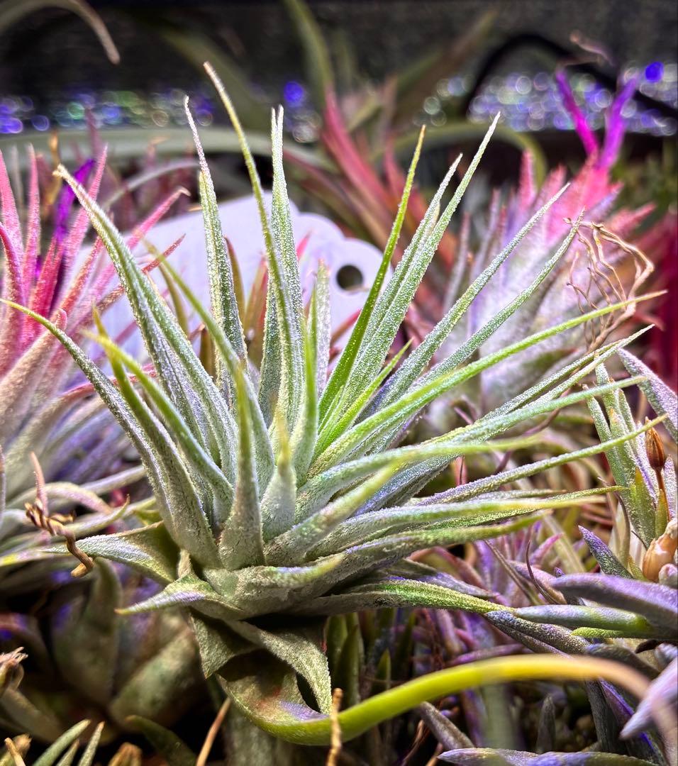 【ラスト株】T. ‘White Knigit' T'S TROPICALS