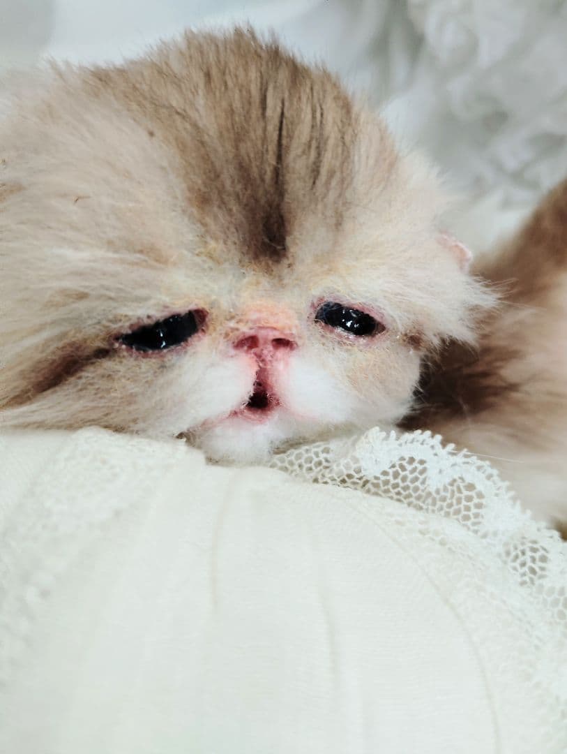 生後２週間♡ふにゃくた♡子猫ちゃん♡アートドール♡ぬいぐるみ♡