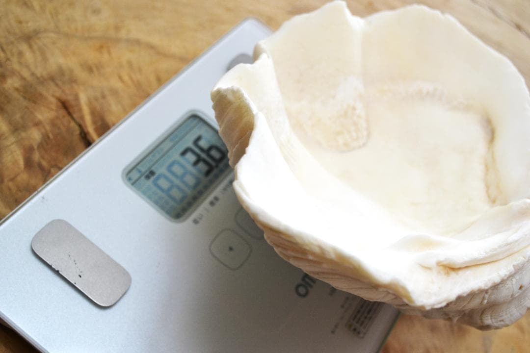 大きめのシャコ貝　シャコガイ　30×21×14cm 3.6kg 八重山