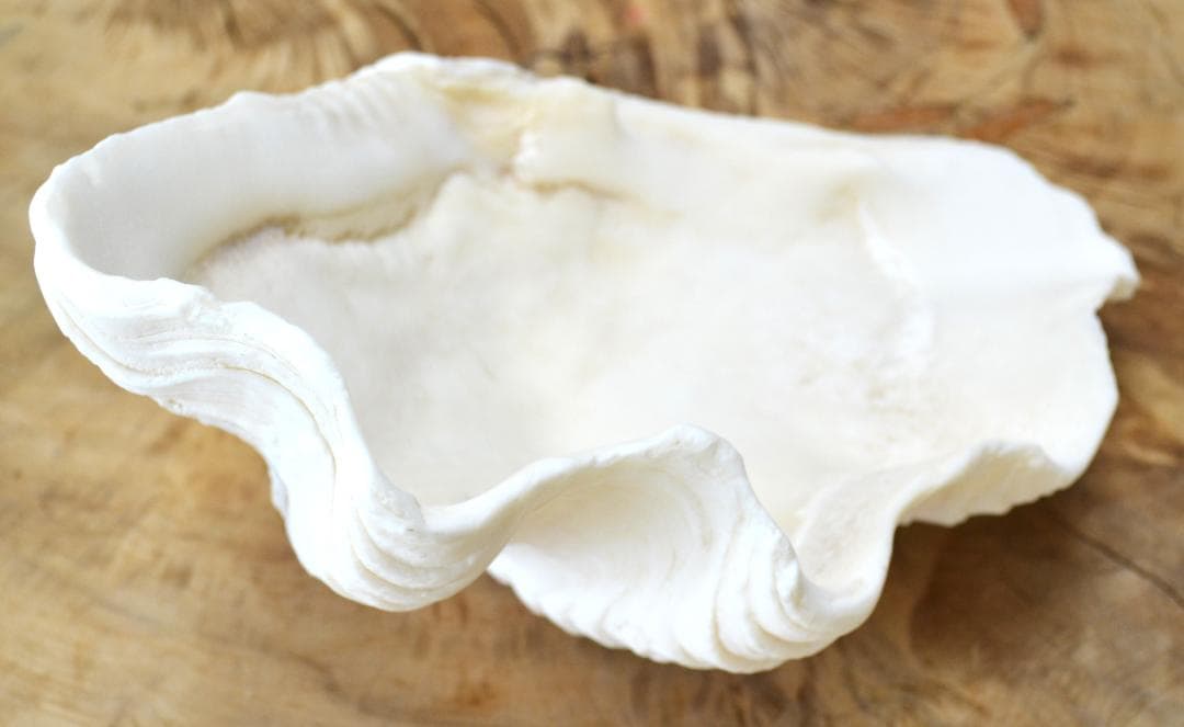 大きめのシャコ貝　シャコガイ　30×21×14cm 3.6kg 八重山