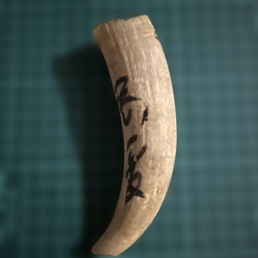 クジラの歯