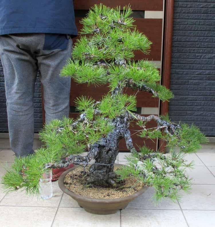 【現品】盆栽　黒松（くろまつ）（クロマツ）１５号　TY番