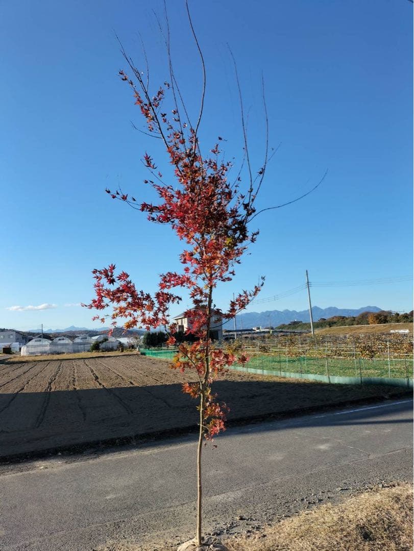 イロハモミジ 単木