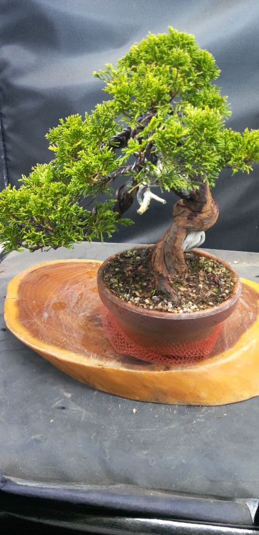 小品盆栽糸魚川真拍