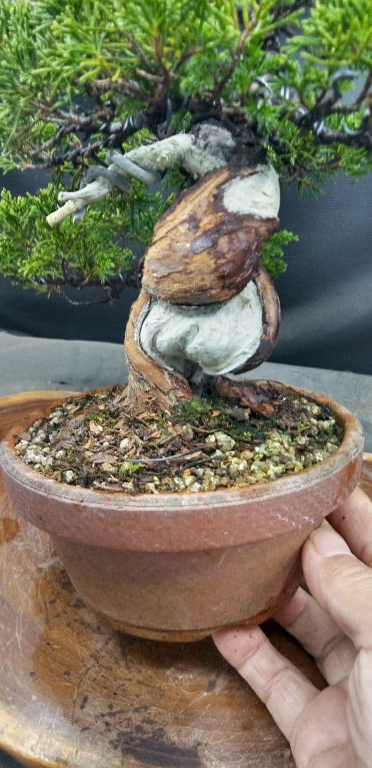 小品盆栽糸魚川真拍