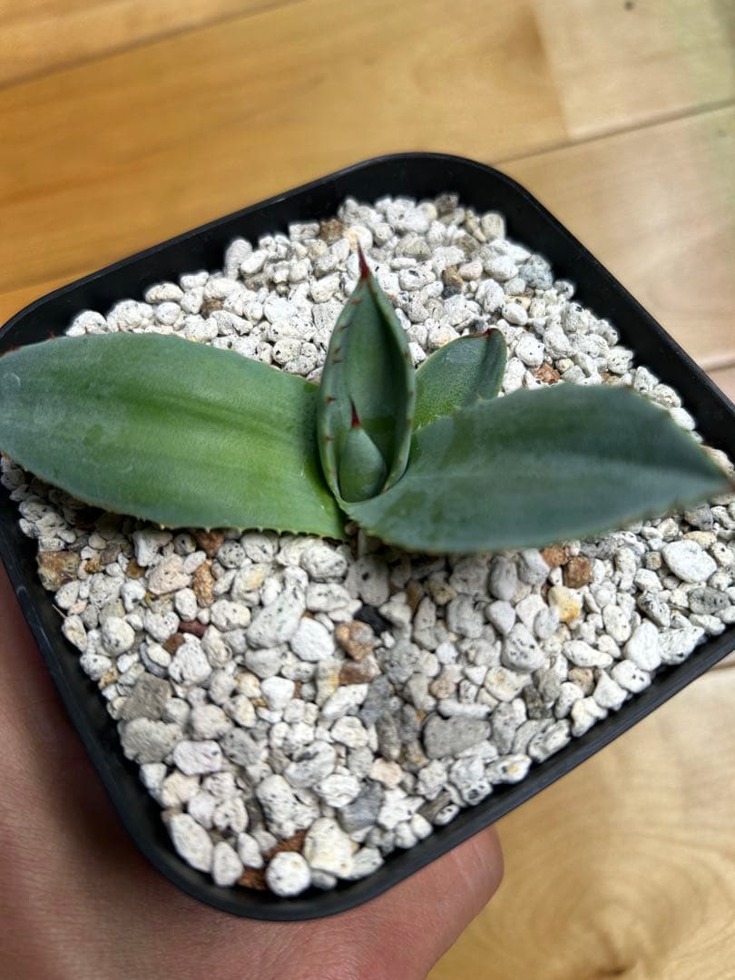 アガベ トランカータ斑入り　中斑