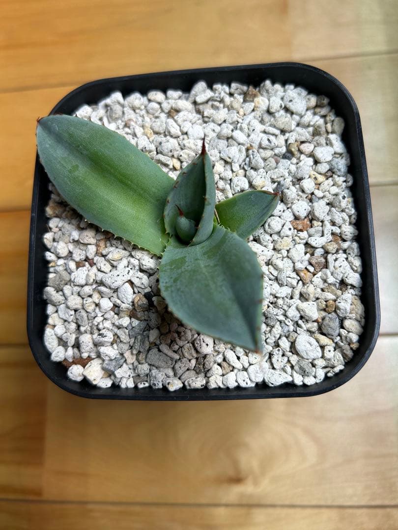 アガベ トランカータ斑入り　中斑