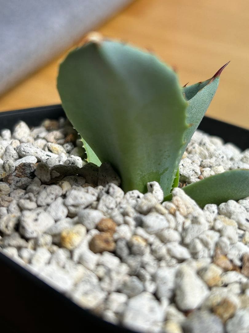 アガベ トランカータ斑入り　中斑