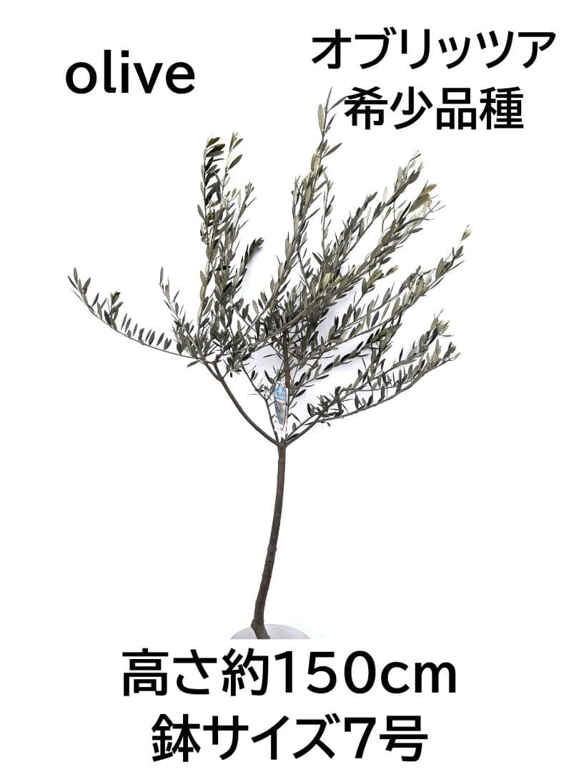 オリーブの木　オブリッツア　7号　約150cm　K-297　希少品種　現品掲載
