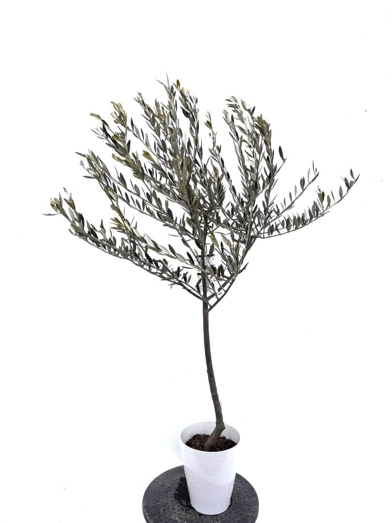 オリーブの木　オブリッツア　7号　約150cm　K-297　希少品種　現品掲載