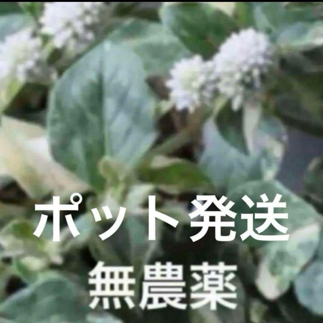 k⭐︎ポット発送⭐︎ポリゴナム 白花　ヒメツルソバ　寄せ植え　地植えどんどん増える
