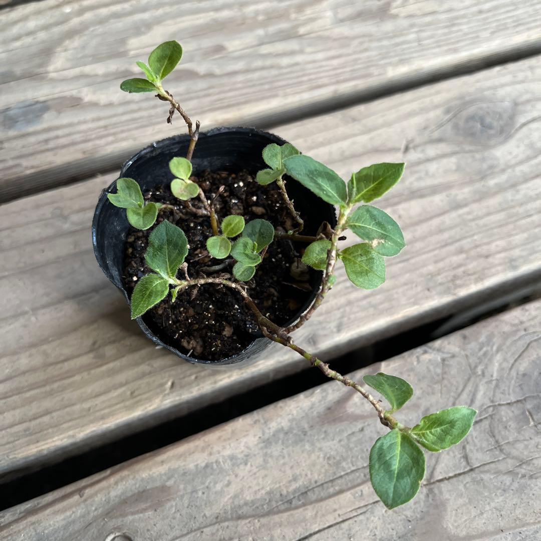 k⭐︎ポット発送⭐︎ポリゴナム 白花　ヒメツルソバ　寄せ植え　地植えどんどん増える