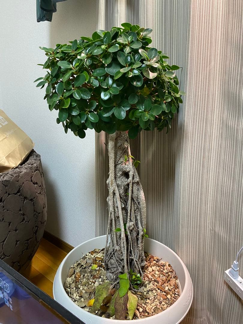 パンダガジュマル 古木 90cm